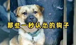 狗狗视频大全搞笑视频